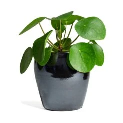 Pilea Peperomioides - Chinese Money Plant 19 Pilea Peperomioides - Chinese Money Plant -HORTOLOGY Plants Sale Pilea peperomioides Chinese Money Plant 15x25cm Amora Plant Pot Anthracite Mirror 21x21cm 337cb125 61f5 41d7 8138 49d609642e9f