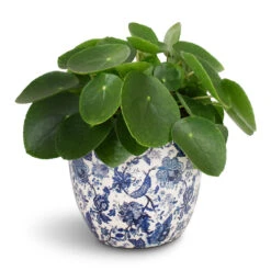 Pilea Peperomioides - Chinese Money Plant 20 Pilea Peperomioides - Chinese Money Plant -HORTOLOGY Plants Sale Pilea peperomioides Chinese Money Plant 15x25cm Monza Plant Pot Vintage Blue 17x17cm