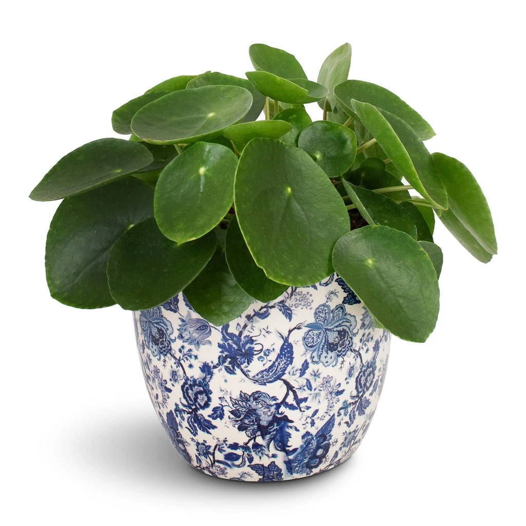 Pilea Peperomioides - Chinese Money Plant 8 Pilea Peperomioides - Chinese Money Plant - Image 8