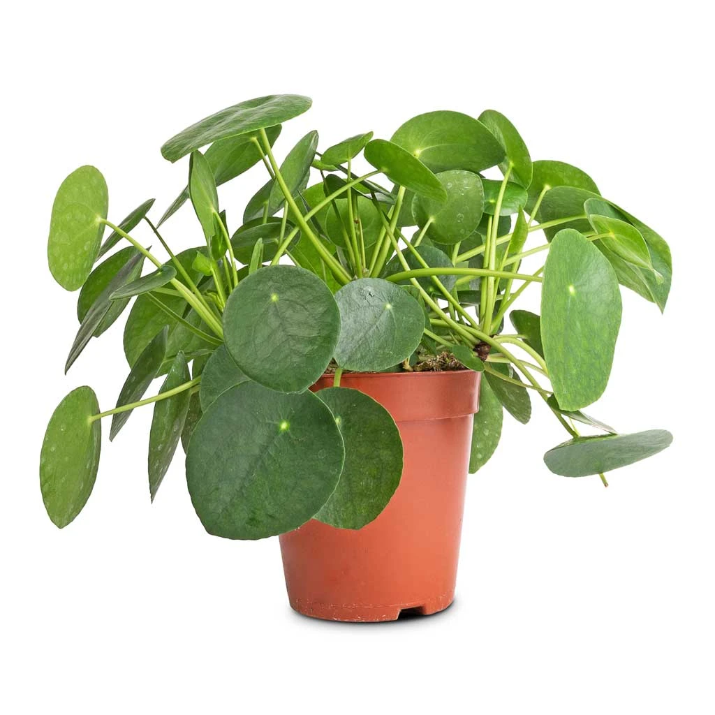 Pilea Peperomioides - Chinese Money Plant 9 Pilea Peperomioides - Chinese Money Plant - Image 9