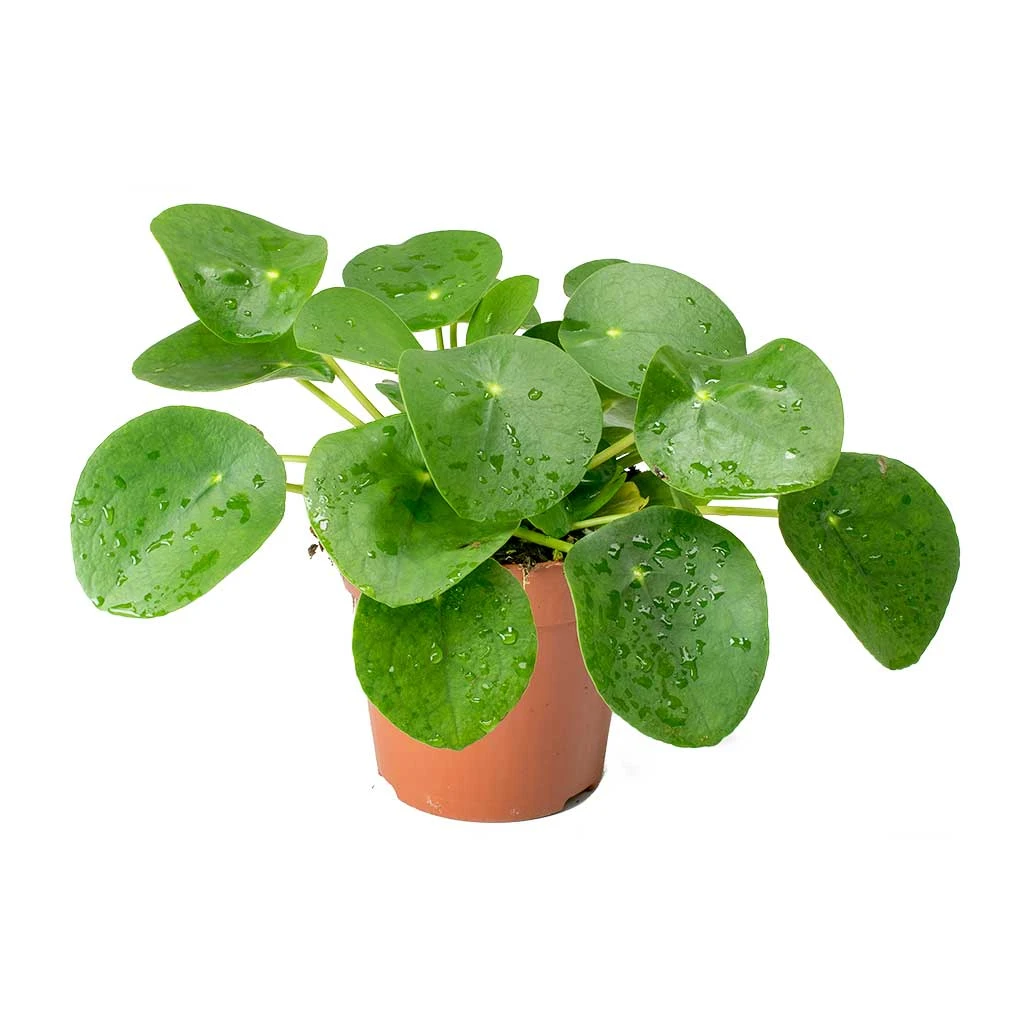Pilea Peperomioides - Chinese Money Plant 5 Pilea Peperomioides - Chinese Money Plant - Image 5