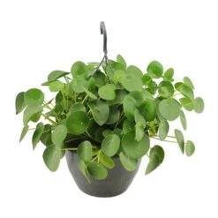 Pilea Peperomioides - Chinese Money Plant 23 Pilea Peperomioides - Chinese Money Plant -HORTOLOGY Plants Sale Pilea peperomioides Chinese Money Plant 27x40cm