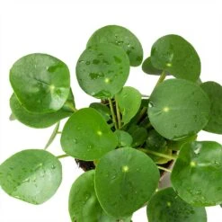Pilea Peperomioides - Chinese Money Plant 15 Pilea Peperomioides - Chinese Money Plant -HORTOLOGY Plants Sale Pilea peperomioides Chinese Money Plant Leaves