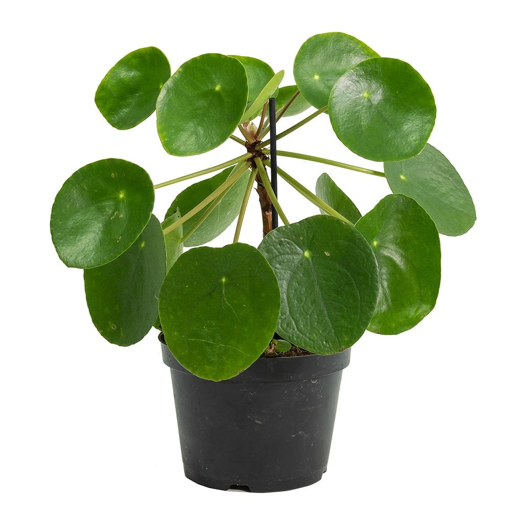 Pilea Peperomioides - Chinese Money Plant 10 Pilea Peperomioides - Chinese Money Plant - Image 10