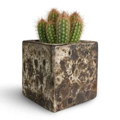 Pilosocereus Gounellei - Xique-Xique Cactus 12 Pilosocereus Gounellei - Xique-Xique Cactus -HORTOLOGY Plants Sale Pilosocereus gounellei Xique Xique Cactus 10.5x15cm Lava Cube Relic Planter Black 16x16x16cm