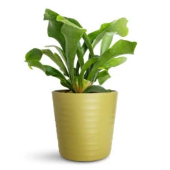Oslo Plant Pot - Olive -HORTOLOGY Plants Sale Platycerium bifurcatum Common Staghorn 12x40cm Oslo Pot Olive 19.5x17cm