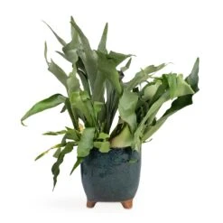 Kaat Plant Pot - Petrol -HORTOLOGY Plants Sale Platycerium bifurcatum Common Staghorn Fern 17x35cm Kaat Plant Pot Petrol 20x20cm
