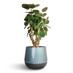 Polyscias Fabian - Aralia Fabian -HORTOLOGY Plants Sale Polyscias Fabian Aralia Fabian 24x70cm Ninthe Metal Plant Pot Metallic Petrol 36x31cm