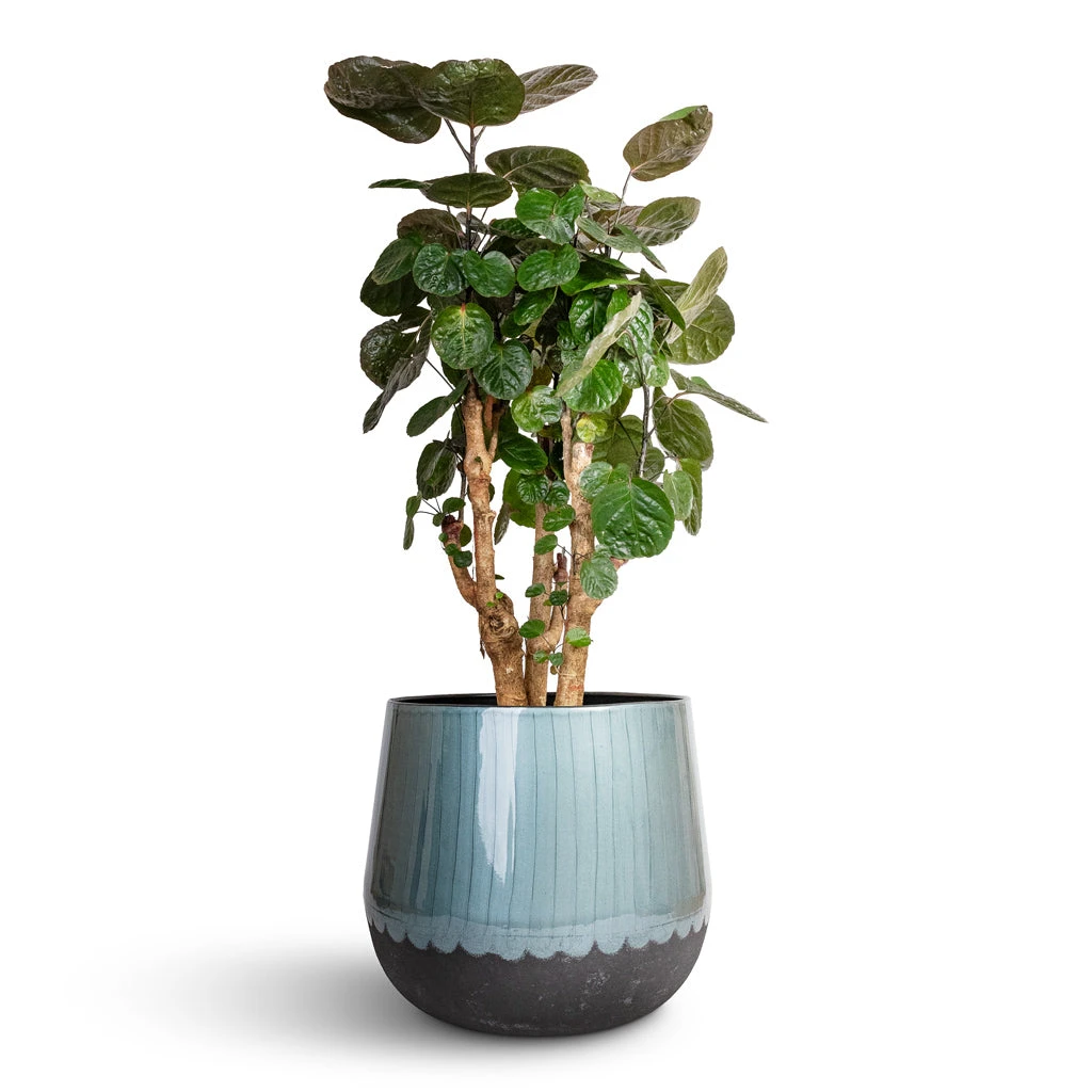 Ninthe Metal Plant Pot - Metallic Petrol 11 Ninthe Metal Plant Pot - Metallic Petrol - Image 11