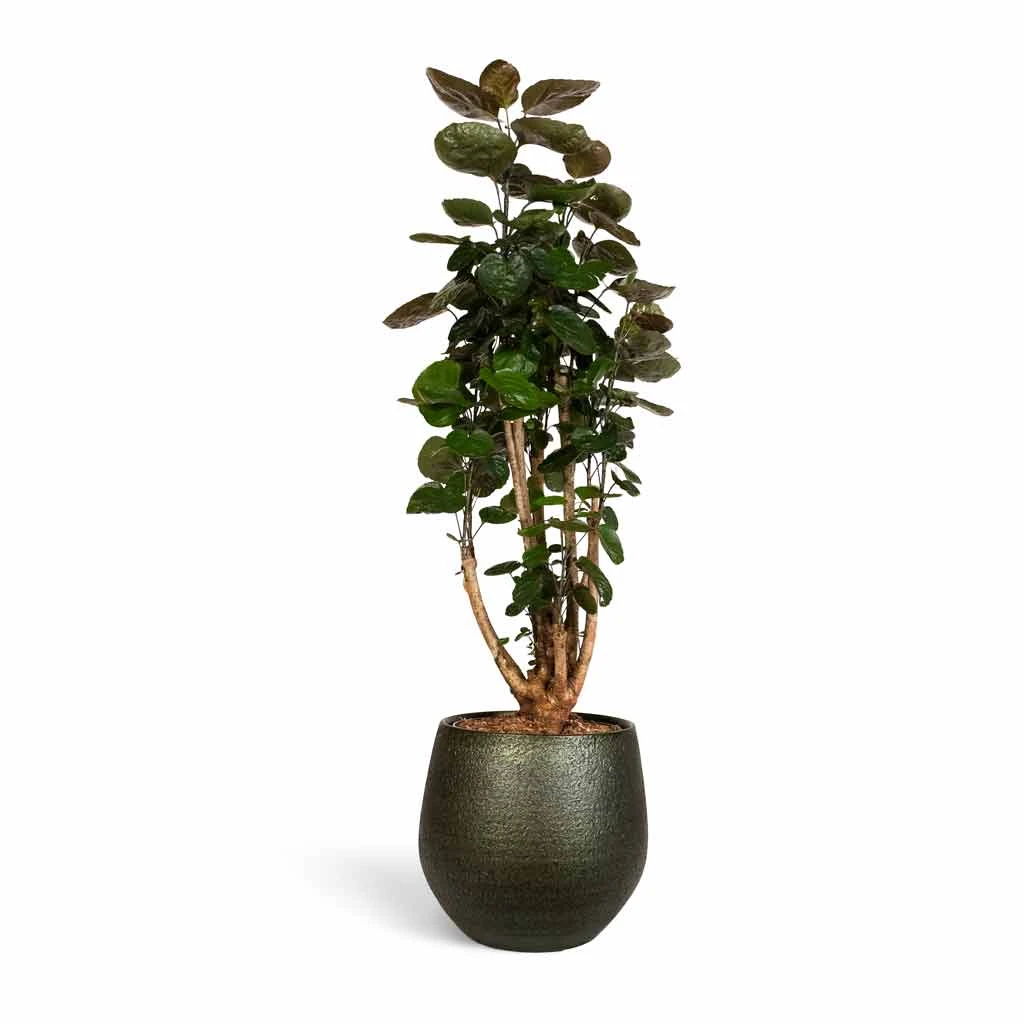 Noor Plant Pot - Velvet Green 10 Noor Plant Pot - Velvet Green - Image 10