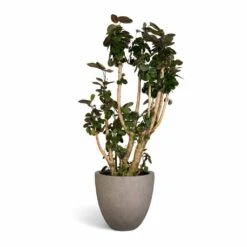 Polyscias Fabian - Aralia Fabian -HORTOLOGY Plants Sale Polyscias Fabian Aralia Fabian 30x140cm Grigio Egg Pot Planter Natural Concrete 40x36cm