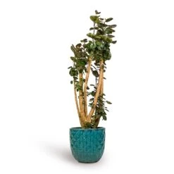 Polyscias Fabian - Aralia Fabian -HORTOLOGY Plants Sale Polyscias Fabian Aralia Fabian 30x150cm Felix Planters Ocean Blue 37x33cm
