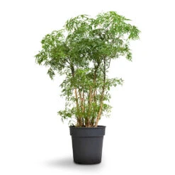 Polyscias Ming - Aralia Ming 26 Polyscias Ming - Aralia Ming -HORTOLOGY Plants Sale Polyscias Ming Aralia Ming 19x60cm