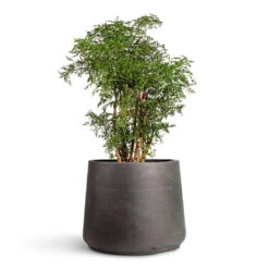 Polyscias Ming - Aralia Ming