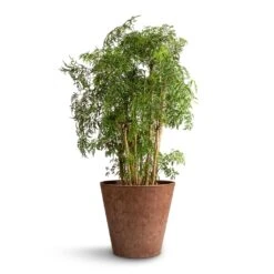 Polyscias Ming - Aralia Ming 17 Polyscias Ming - Aralia Ming -HORTOLOGY Plants Sale Polyscias Ming Aralia Ming 24x80cm Claire Artstone Plant Pot Oak 32x29cm