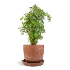 Bola Artstone Plant Pot - Oak -HORTOLOGY Plants Sale Polyscias Ming Aralia Ming 27x110cm Claire Artstone Plant Pot Saucer Oak 30x4cm Bola Artstone Plant Pot Oak 28x24cm