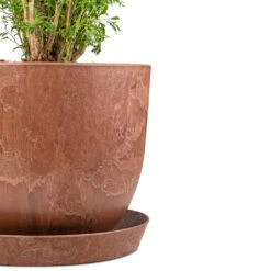 Bola Artstone Plant Pot - Oak -HORTOLOGY Plants Sale Polyscias Ming Aralia Ming 27x110cm Claire Artstone Plant Pot Saucer Oak 30x4cm Bola Artstone Plant Pot Oak 28x24cm 3
