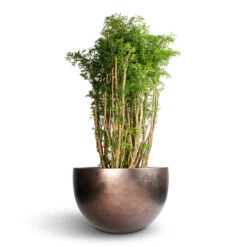 Polyscias Ming - Aralia Ming 19 Polyscias Ming - Aralia Ming -HORTOLOGY Plants Sale Polyscias Ming Aralia Ming 27x110cm Metallic Plant Bowl Matt Coffee 45x27cm