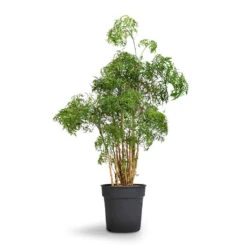 Polyscias Ming - Aralia Ming 20 Polyscias Ming - Aralia Ming -HORTOLOGY Plants Sale Polyscias Ming Aralia Ming 27x90cm