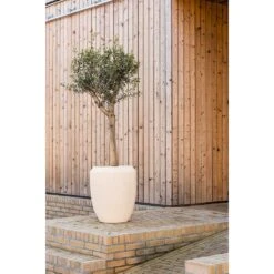 Polystone Coated Plain Coppa Planter - Natural 9 Polystone Coated Plain Coppa Planter - Natural -HORTOLOGY Plants Sale Polystone Coated Plain Coppa Planter Natural Lifestyle