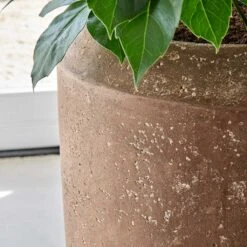 Polystone Coated Plain Coppa Planter - Rock -HORTOLOGY Plants Sale Polystone Coated Plain Coppa Planter Rock 1