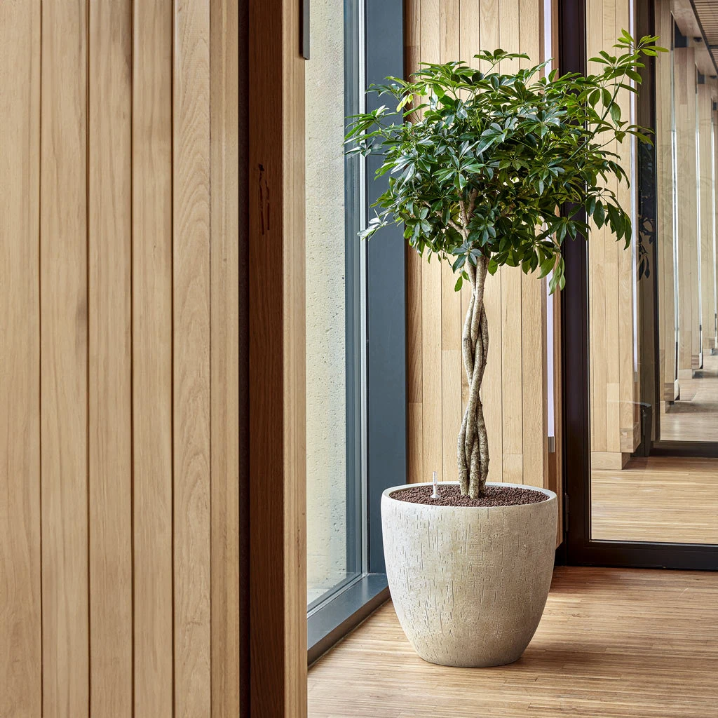 Raindrop Egg Planter Stone Grey - Textured Fibreclay Indoor/Outdoor Pot 5 Raindrop Egg Planter Stone Grey - Textured Fibreclay Indoor/Outdoor Pot - Image 5