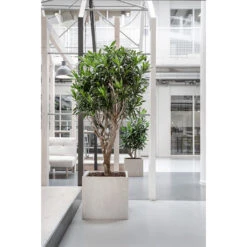 Raindrop Cube Planter - Stone -HORTOLOGY Plants Sale Raindrop Cube Planter Stone Lifestyle