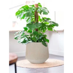 Raindrop Stone Tube Round Planter - Grey Fibreclay Modern Indoor/Outdoor Pot -HORTOLOGY Plants Sale Raindrop Tube Round Planter Stone Indoor Planter Swiss Cheese Plant