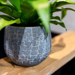 Renzo Plant Pot - Shiny Slate 17 Renzo Plant Pot - Shiny Slate -HORTOLOGY Plants Sale Renzo shiny Slate 17