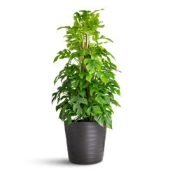 Rhaphidophora Tetrasperma - Monstera Minima - Moss Pole -HORTOLOGY Plants Sale Rhaphidophora Monstera minima Moss Pole 19x80cm Oslo Pot Anthracite 28x24cm