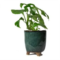 Kaat Plant Pot - Petrol -HORTOLOGY Plants Sale Rhaphidophora tetrasperma Monstera minima 12x25cm Kaat Plant Pot Petrol 13x14cm 48a44ba7 653e 4e1e 8e0f 01b0a0ea961f