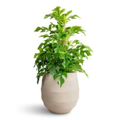 Rhaphidophora Tetrasperma - Monstera Minima - Moss Pole -HORTOLOGY Plants Sale Rhaphidophora tetrasperma Monstera minima Moss Pole 19x80cm Bordo Balloon Planter Sand 30x30cm