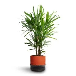 Marlijn Plant Pot - Coral 34 Marlijn Plant Pot - Coral -HORTOLOGY Plants Sale Rhapis excelsa Lady Palm 21x90cm Marlijn Plant Pot Blush 24x23cm 1