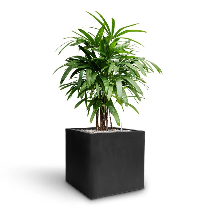 Grigio Anthracite Concrete Cube Planter β Lightweight Modern Indoor/Outdoor Resin Pot 9 Grigio Anthracite Concrete Cube Planter β Lightweight Modern Indoor/Outdoor Resin Pot - Image 9