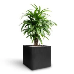 Rhapis Excelsa - Lady Palm - HydroCare -HORTOLOGY Plants Sale Rhapis excelsa Lady Palm Hydroculture Grigio Cube Planter Anthracite Concrete a424559f a8f2 42b4 b0d7 5363e0a3708a