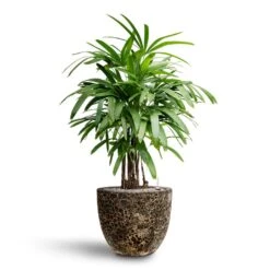 Rhapis Excelsa - Lady Palm - HydroCare -HORTOLOGY Plants Sale Rhapis excelsa Lady Palm Hydroculture Lava Couple Relic Planter Black