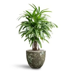 Rhapis Excelsa - Lady Palm - HydroCare -HORTOLOGY Plants Sale Rhapis excelsa Lady Palm Hydroculture Lava Couple Relic Planter Jade