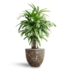 Lava Couple Relic Planter - Rust -HORTOLOGY Plants Sale Rhapis excelsa Lady Palm Hydroculture Lava Couple Relic Planter Rust 5e536bc7 6bce 4381 8138 a29825b83c9a