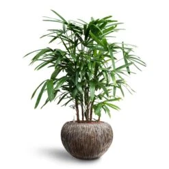Rhapis Excelsa - Lady Palm - HydroCare -HORTOLOGY Plants Sale Rhapis excelsa Lady Palm Hydroculture Luxe Lite Waterfall Globe Planter Bronze bbfc434c af63 49a5 a921 32d4359c800d