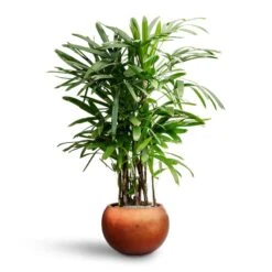 Rhapis Excelsa - Lady Palm - HydroCare -HORTOLOGY Plants Sale Rhapis excelsa Lady Palm Hydroculture Metallic Couple Plant Pot Matt Copper