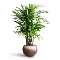 Metallic Globe Plant Pot - Matt Coffee -HORTOLOGY Plants Sale Rhapis excelsa Lady Palm Hydroculture Metallic Globe Plant Pot Matt Coffee 1ab5e1bf 885e 4193 82b9 0d7312e9924d