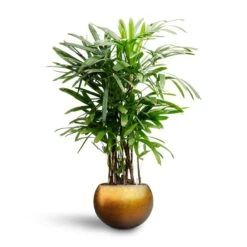 Rhapis Excelsa - Lady Palm - HydroCare -HORTOLOGY Plants Sale Rhapis excelsa Lady Palm Hydroculture Metallic Globe Plant Pot Matt Honey b1928f7e 1254 4d5f 8ba1 ba7fe24b92c8