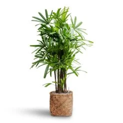 Rhapis Excelsa - Lady Palm - HydroCare -HORTOLOGY Plants Sale Rhapis excelsa Lady Palm Hydroculture Zayn Bamboo Planter