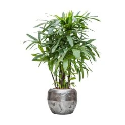 Rhapis Excelsa - Lady Palm - HydroCare -HORTOLOGY Plants Sale Rhapis excelsa Lady Palm Hydroculture Opus Hammered Globe Planter Silver