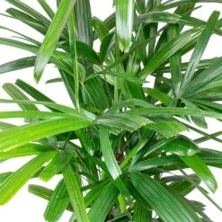 Rhapis Excelsa - Lady Palm - HydroCare -HORTOLOGY Plants Sale Rhapis excelsa Lady Palm Leaves 910e89e9 2650 4eee 88d4 abdf8b306550