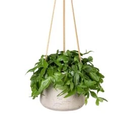 Patt Grey Washed Fibreclay Hanging Plant Pot β Rugged Tapered Indoor & Outdoor Planter 24 Patt Grey Washed Fibreclay Hanging Plant Pot β Rugged Tapered Indoor & Outdoor Planter -HORTOLOGY Plants Sale Rhipsalis crispata Mistletoe Cactus 14x40cm Patt Hanging Plant Pot Grey Washed 20x17cm c23603a9 19e4 4fb4 91af 9642b8e7875b