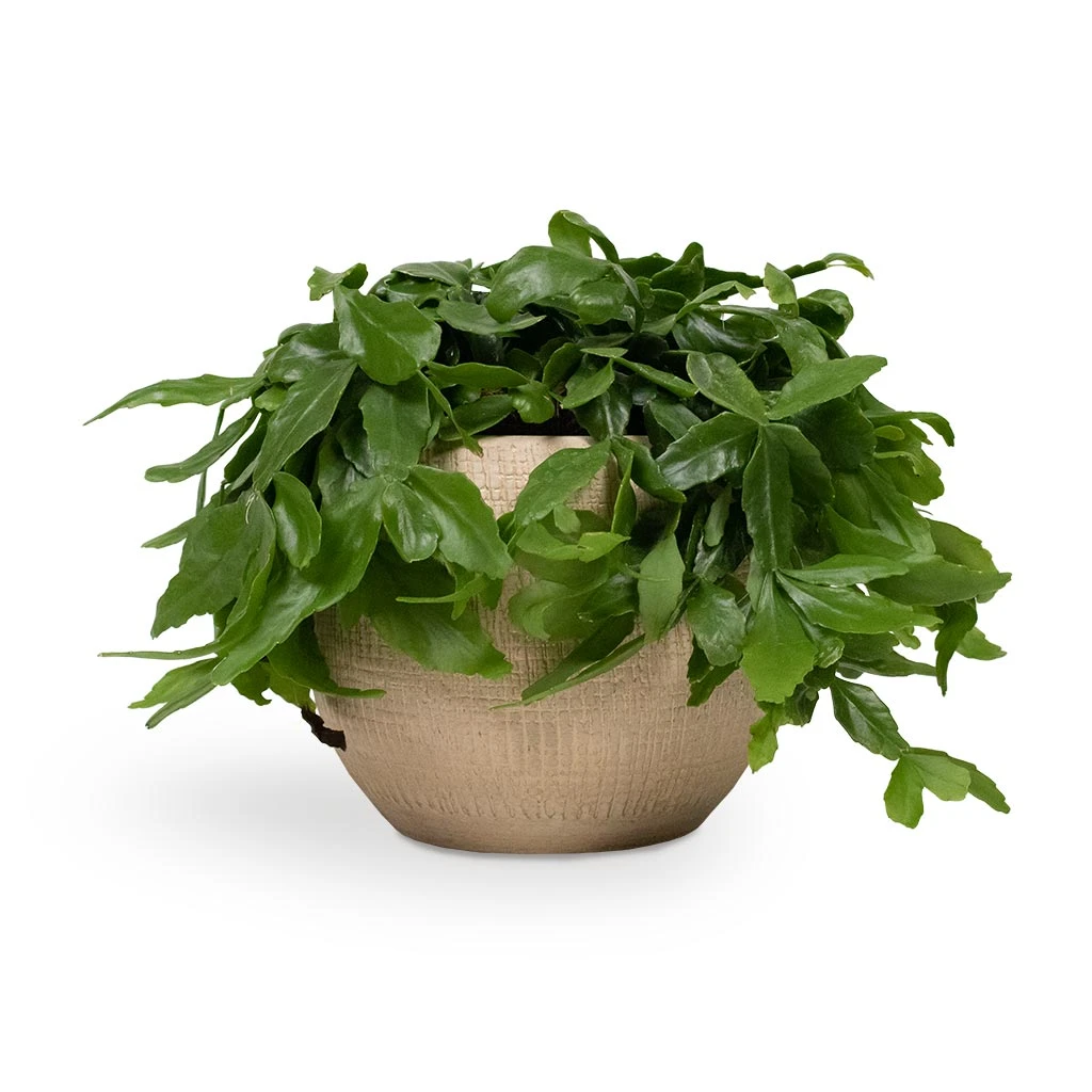 Ryan Plant Pot - Sand Gold 19 Ryan Plant Pot - Sand Gold - Image 19