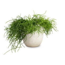 Rhipsalis Heteroclada - Mistletoe Cactus -HORTOLOGY Plants Sale Rhipsalis heteroclada Mistletoe Cactus 21x55cm Cas Plant Pot Cool Grey 25x23cm