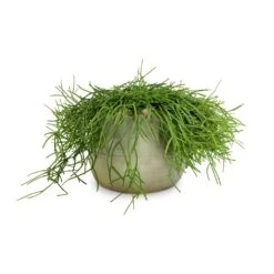 Rhipsalis Heteroclada - Mistletoe Cactus -HORTOLOGY Plants Sale Rhipsalis heteroclada Mistletoe Cactus 21x55cm Iris Plant Pot Mint 26x21cm