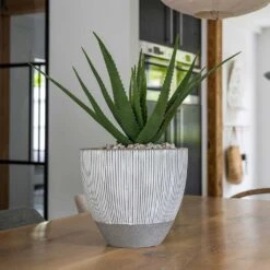 Jesslyn Ridged Plant Pot - White Stripe 16 Jesslyn Ridged Plant Pot - White Stripe -HORTOLOGY Plants Sale Ridged Jesslyn Plant Pot White Stripe Aloe Vera Indoor Plant